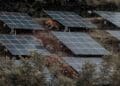 A family of wild tigers slipped into a solar farm, and cameras later spotted an unexpected animal following in their footsteps 3 Edited image