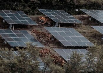 A family of wild tigers slipped into a solar farm, and cameras later spotted an unexpected animal following in their footsteps 2 Edited image