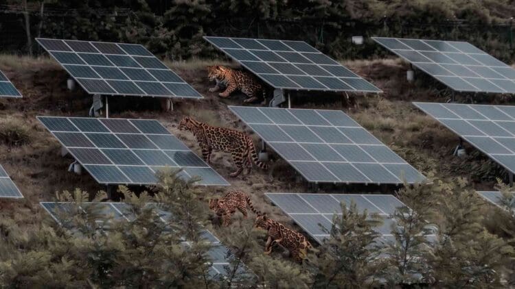 A family of wild tigers slipped into a solar farm, and cameras later spotted an unexpected animal following in their footsteps 1 Edited image