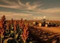 Grain