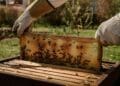 American beekeepers just reported losing 55% of their colonies in a single year, and researchers say the crisis is only getting harder to stop 3 beekeeper revealing bee colony in hive
