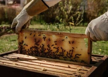 beekeeper revealing bee colony in hive