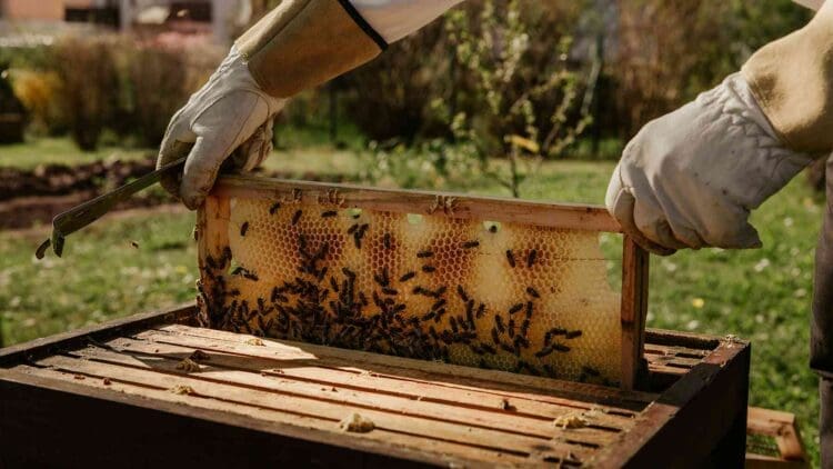 American beekeepers just reported losing 55% of their colonies in a single year, and researchers say the crisis is only getting harder to stop 1 beekeeper revealing bee colony in hive