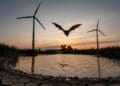 13. INTERNAL Bats just trying to get a drink keep finding wind turbines in the way and it could cost them their survival