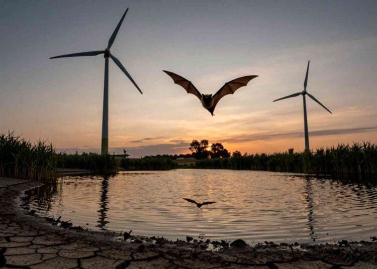 13. INTERNAL Bats just trying to get a drink keep finding wind turbines in the way and it could cost them their survival