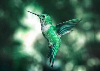 19. INTERNAL Researchers gave a tiny drone hummingbird wings that feel the wind and it may quietly reshape how we harvest energy from the air