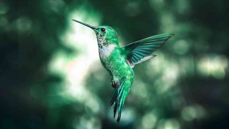19. INTERNAL Researchers gave a tiny drone hummingbird wings that feel the wind and it may quietly reshape how we harvest energy from the air