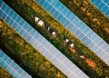 cattle moving between solar panels