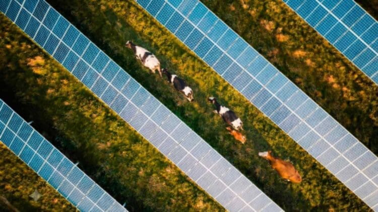 A solar plant in Tennessee "taught" its panels to duck to let cows pass each time they go to graze 1 cattle moving between solar panels