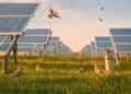 We thought solar plants were bad for birds until one site turned into a refuge for larks, with dozens of families now raising chicks beneath the panels 3 birds flying above solar panels