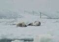 seals resting near Antarctica solar panels