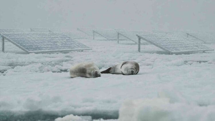 seals resting near Antarctica solar panels