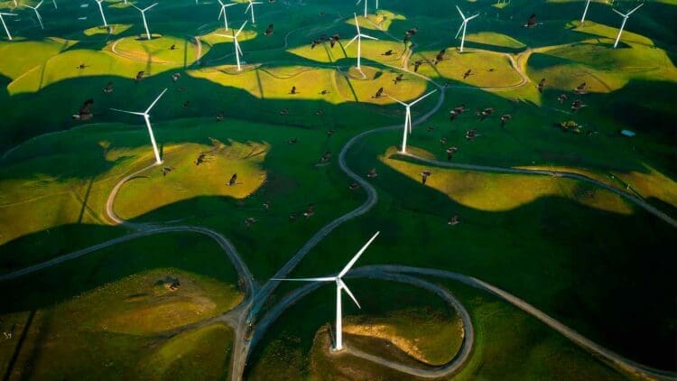 This open-field wind farm 'trained' its turbines to stop when they detect a bird and has saved more than 1,000 vultures in 13 years 1 birds flying over wind farm