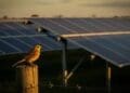 A field in England's East Anglian Fens was carpeted with dark solar panels, and what surveyors counted living there stunned ornithologists 3 Bird solar panels