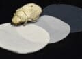 Researchers copied the scales of the world's whitest beetle into a ceramic that reflects nearly all sunlight and could slash building cooling costs forever 3 Credits: Cambridge University
