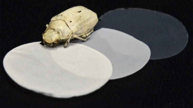 Researchers copied the scales of the world's whitest beetle into a ceramic that reflects nearly all sunlight and could slash building cooling costs forever 1 Credits: Cambridge University