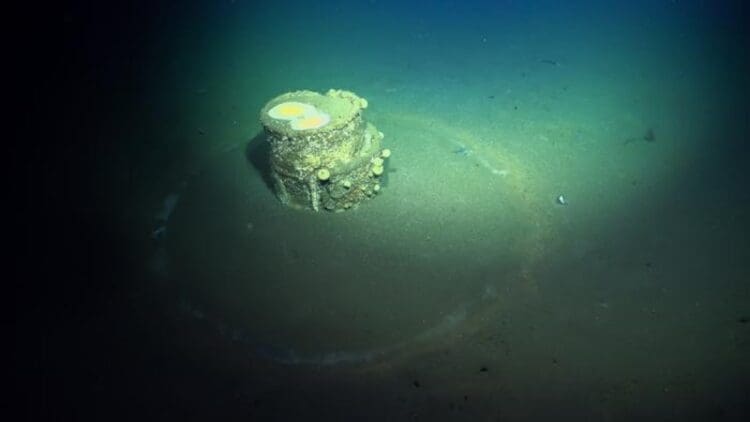 Credits: Schmidt Ocean Institute
