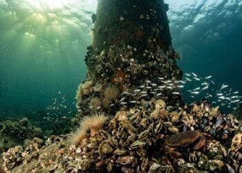 Offshore foundations bringing back