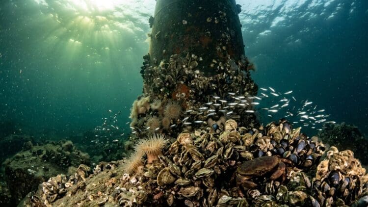 Offshore foundations bringing back