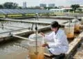 Singapore scientists found a way to turn raw sewage into clean fuel and food using nothing but sunlight 4 AI-made