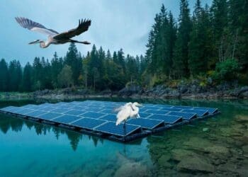 floating solar panels egret heron