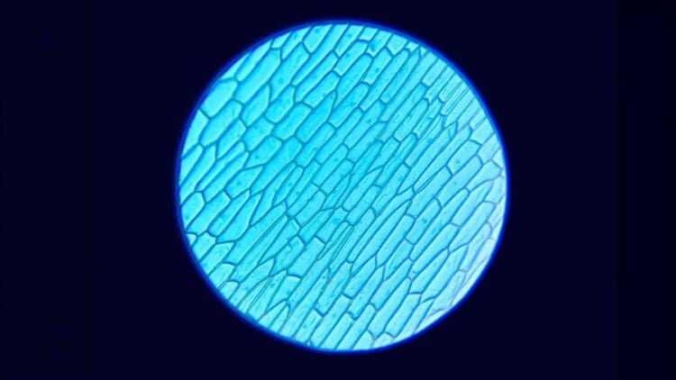 11. INTERNAL Tiny crystal seeds planted at the base of a solar cell quietly pushed large—area perovskite efficiency past a milestone researchers once thought was out of reach