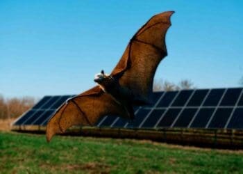 bat flying at a solar plant
