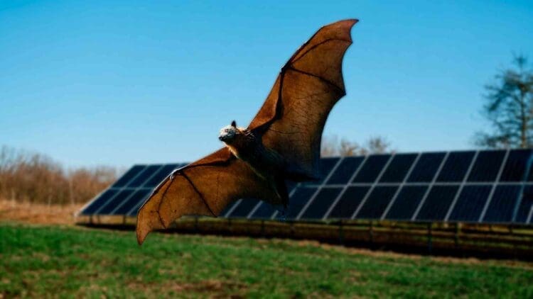 bat flying at a solar plant