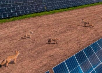 foxes roaming on California solar farm