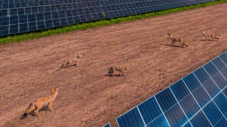 foxes roaming on California solar farm