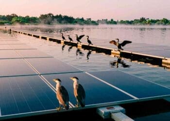 California covered ponds and reservoirs with floating solar panels. Soon, waterbirds started moving in 39 13. INTERNAL California covered ponds and reservoirs with floating solar panels. Soon waterbirds started moving in
