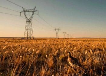 New Mexico built a massive power line through endangered bird country and somehow ended up protecting 80,000 acres of habitat 34 14. INTERNAL New Mexico built a massive power line through endangered bird country and somehow ended up protecting 80000 acres of habitat