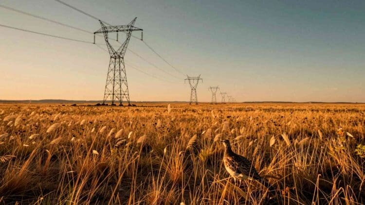 New Mexico built a massive power line through endangered bird country and somehow ended up protecting 80,000 acres of habitat 1 14. INTERNAL New Mexico built a massive power line through endangered bird country and somehow ended up protecting 80000 acres of habitat