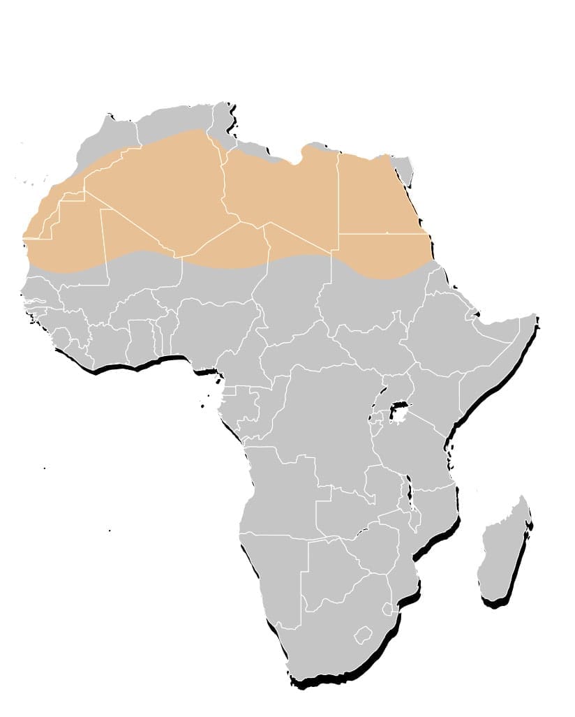 31. Energies Media Illinois researchers simulated covering the Sahara with solar panels and wind farms—and the climate changed in ways no one