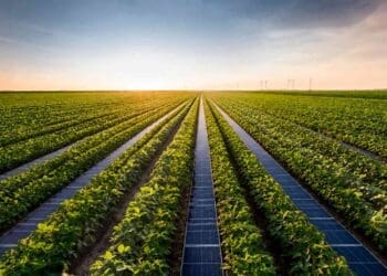 soy beans planted at solar panels