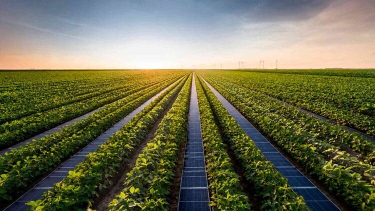 New York engineers planted soybeans beneath solar panels—and temperatures suddenly dropped by 18°F. 1 soy beans planted at solar panels
