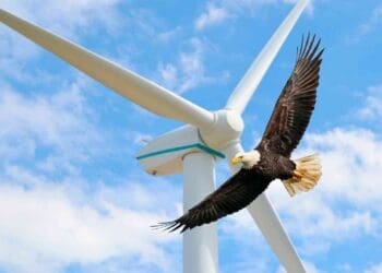 eagle flying near wind farm turbine