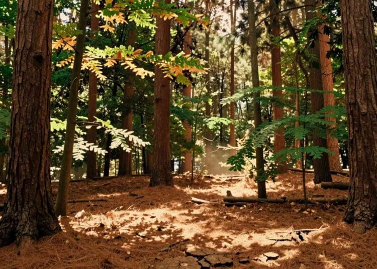 Cornell study finds climate models may overestimate forest carbon storage by up to 30% due to heat-slowed tree growth 1 Cornell