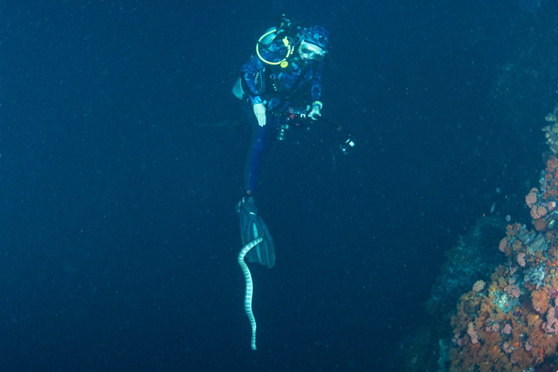 Chris Summers night diving with sea snakes, Banda Sea, Indonesia 2019.