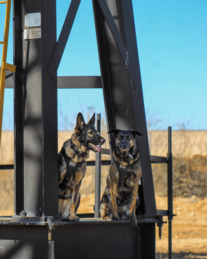 Rogue (L) and Yara (R) in Midland, Texas.