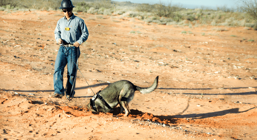 Rogue pinpointing a leak on the job in West Texas.